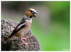 - Kernbeißer männlich - ( Coccothraustes coccothraustes )