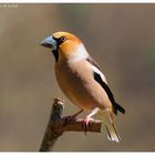 ---- Kernbeißer männlich ---- ( Coccothraustes coccozhraustes )