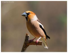 ---- Kernbeißer männlich ---- ( Coccothraustes coccozhraustes )