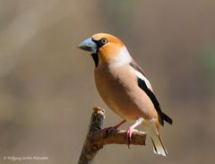 --- Kernbeißer männlich --- ( Coccothraustes cocothraustes )