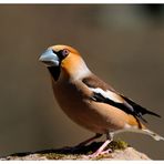 - Kernbeißer männlich - ( Coccothraustes cooccothraustes )