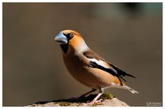 - Kernbeißer männlich - ( Coccothraustes cooccothraustes )