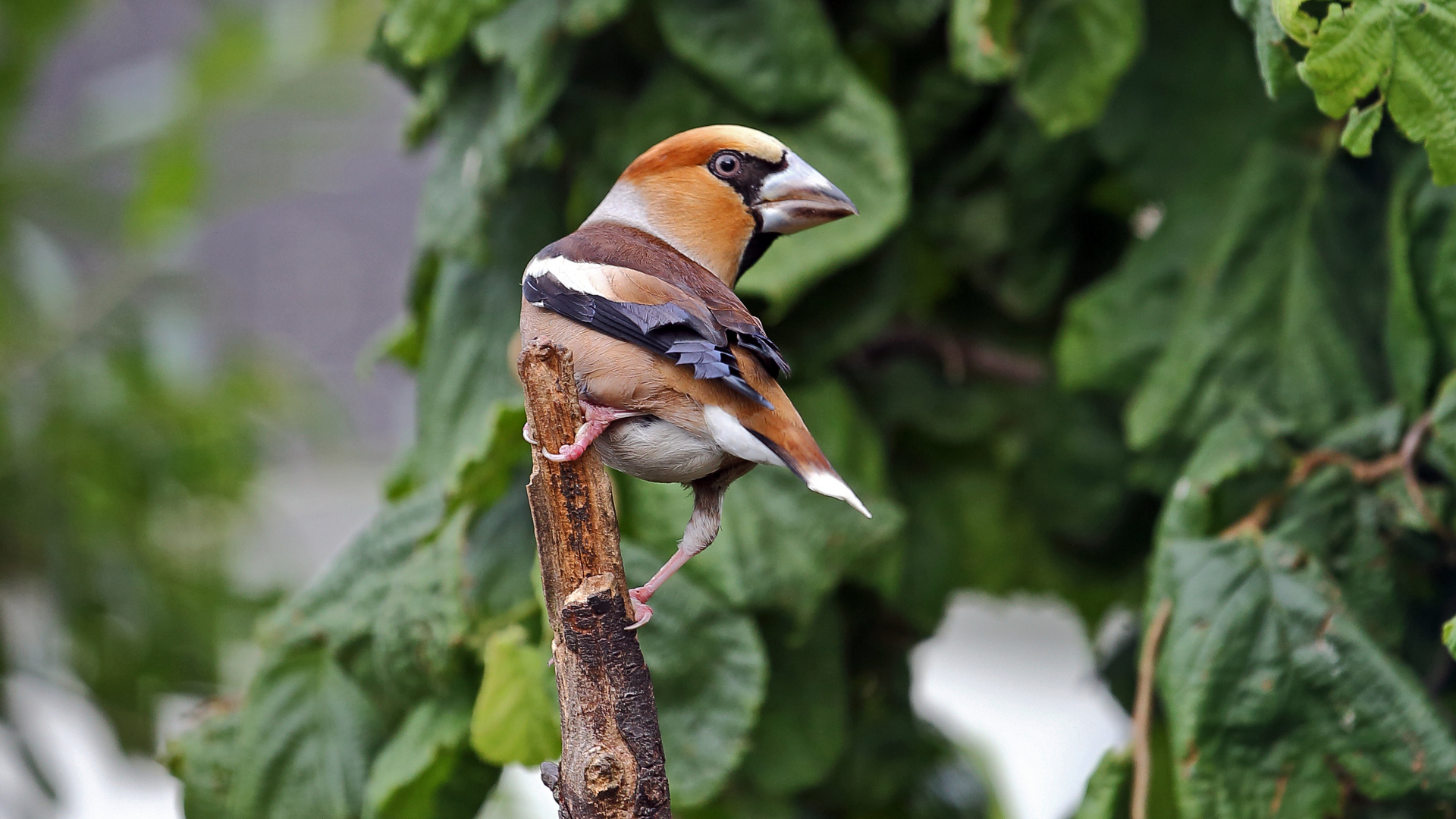 Kernbeißer mit dem schönen lateinischen  Namen Coccothraustes coccothraustes ...