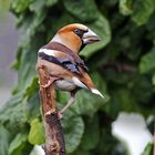 Kernbeißer mit dem schönen lateinischen  Namen Coccothraustes coccothraustes ...