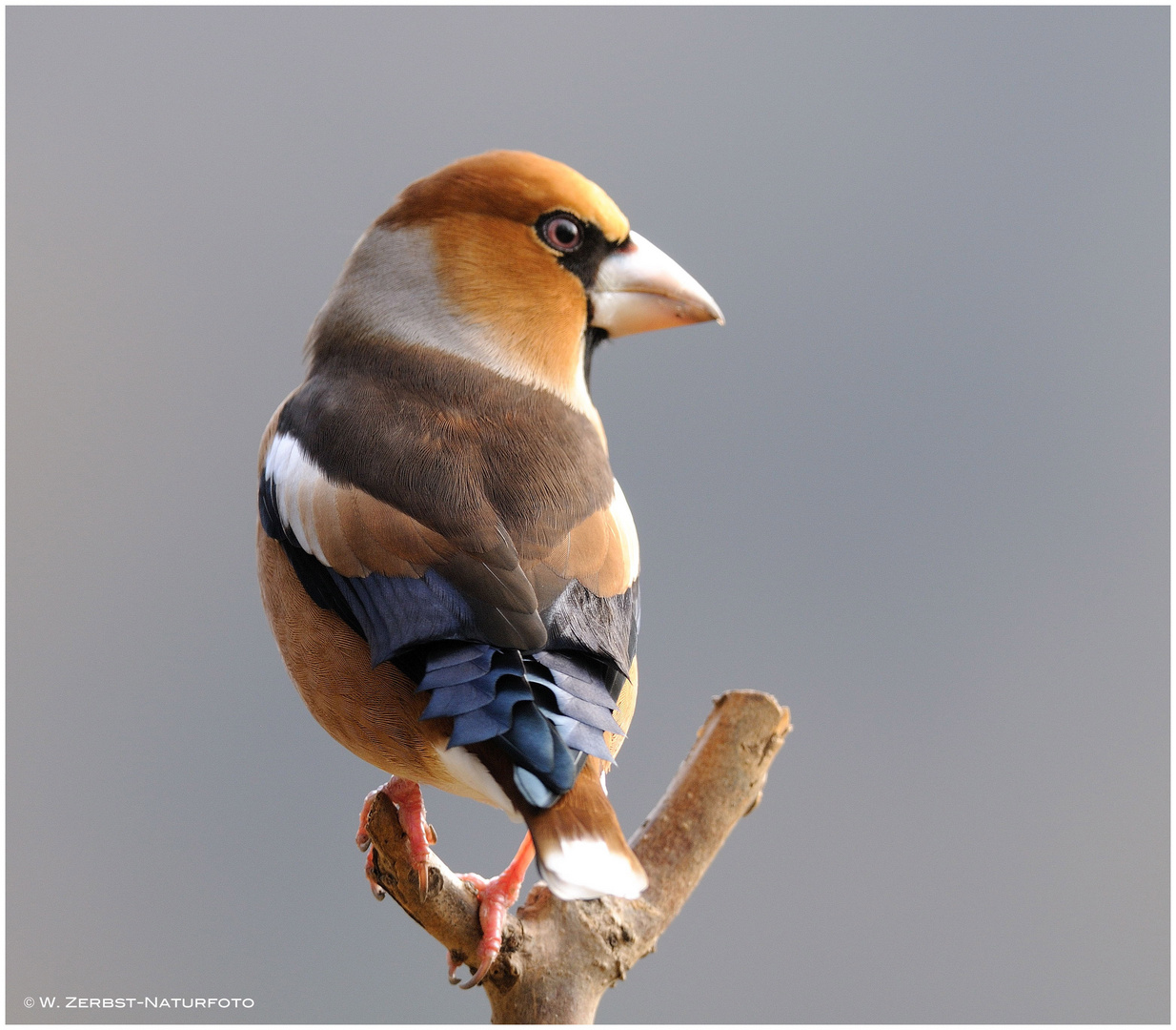 --- Kernbeißer Nr. 2 --- ( Coccothraustes coccothraustes )