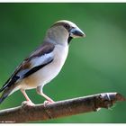 -- Kernbeißer Nr. 2 - weiblich -- ( Coccothraustes coccothraustes )