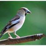 -- Kernbeißer Nr. 2 - weiblich -- ( Coccothraustes coccothraustes )