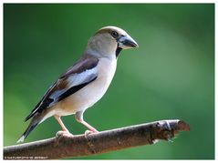 -- Kernbeißer Nr. 2 - weiblich -- ( Coccothraustes coccothraustes )