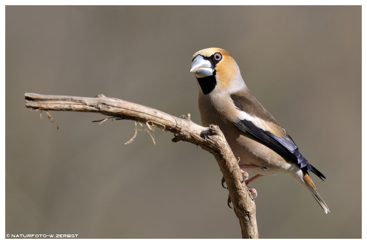 -- Kernbeißer Nr. 3 männlich -- ( Coccothraustes coccothraustes )