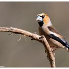 -- Kernbeißer Nr. 3 männlich -- ( Coccothraustes coccothraustes )