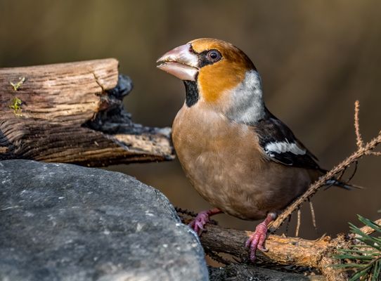 Kernbeisser (plus Clip)