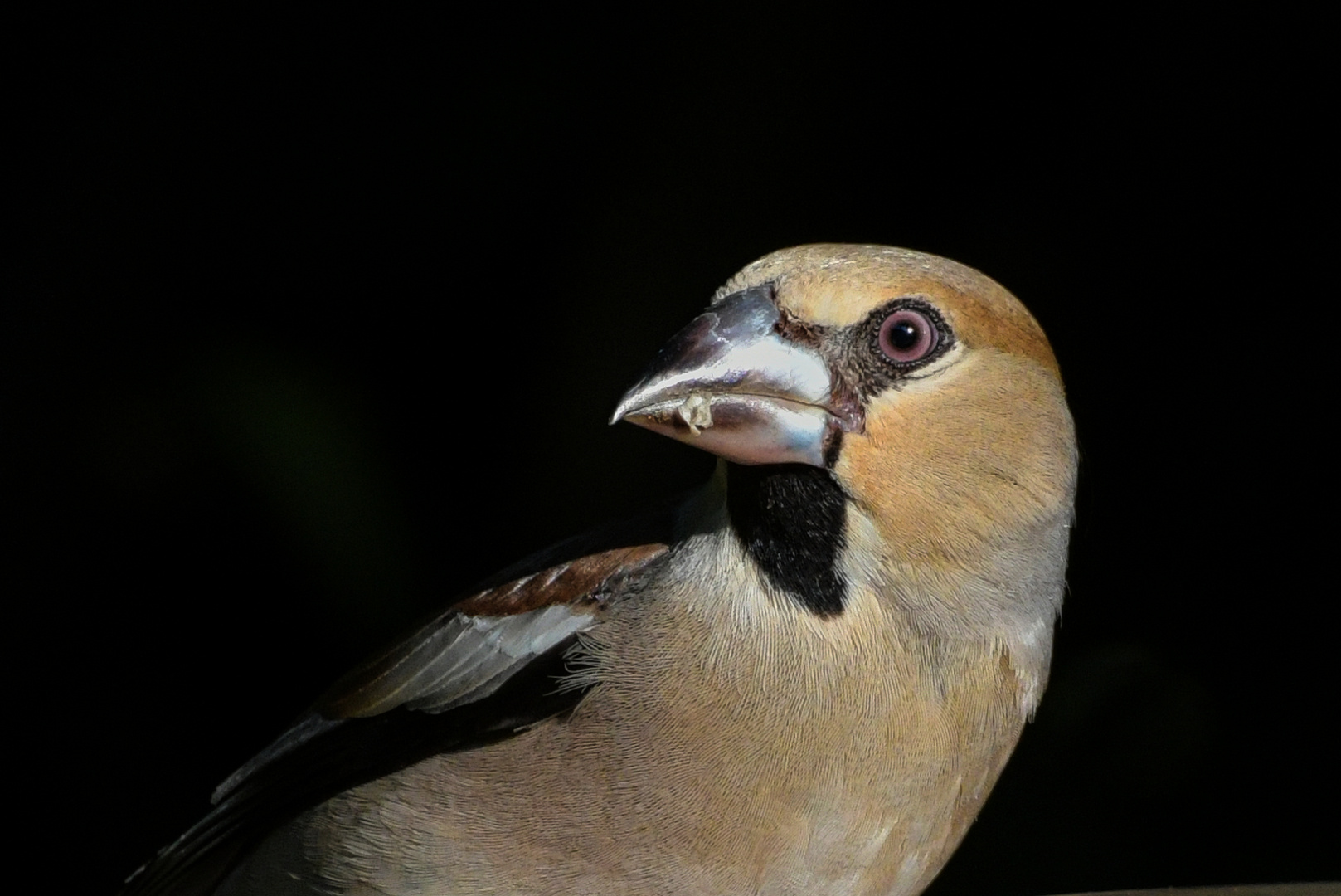 Kernbeißer Portrait