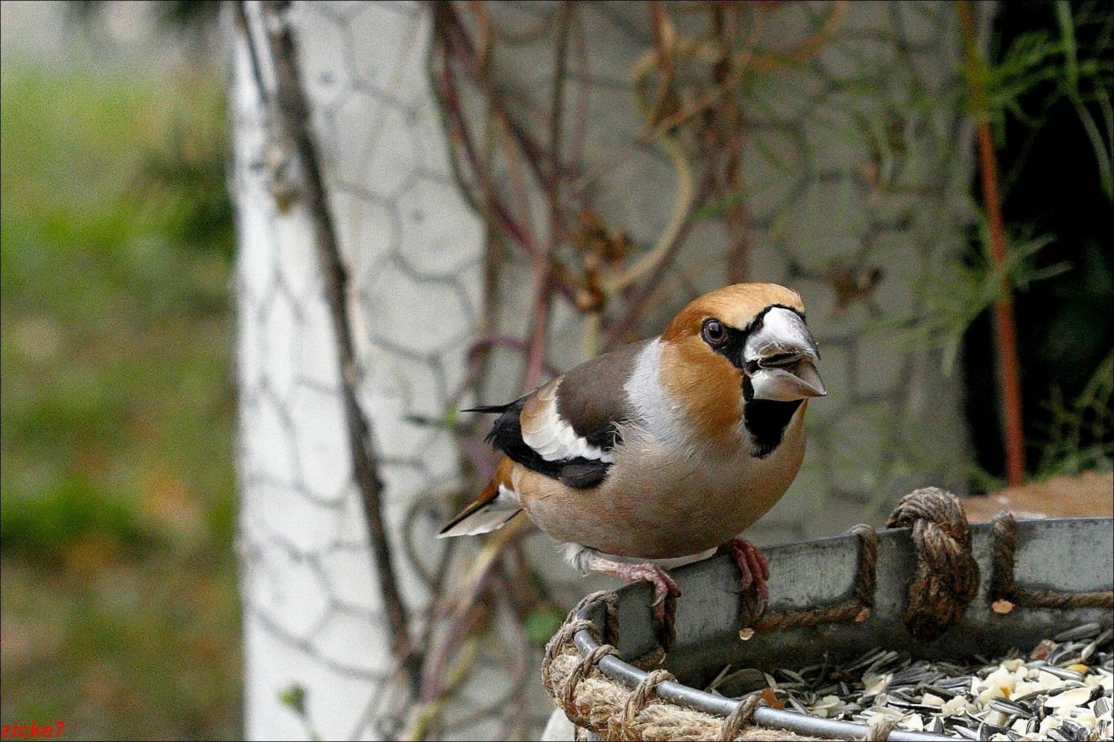 Kernbeisser und Futternapf