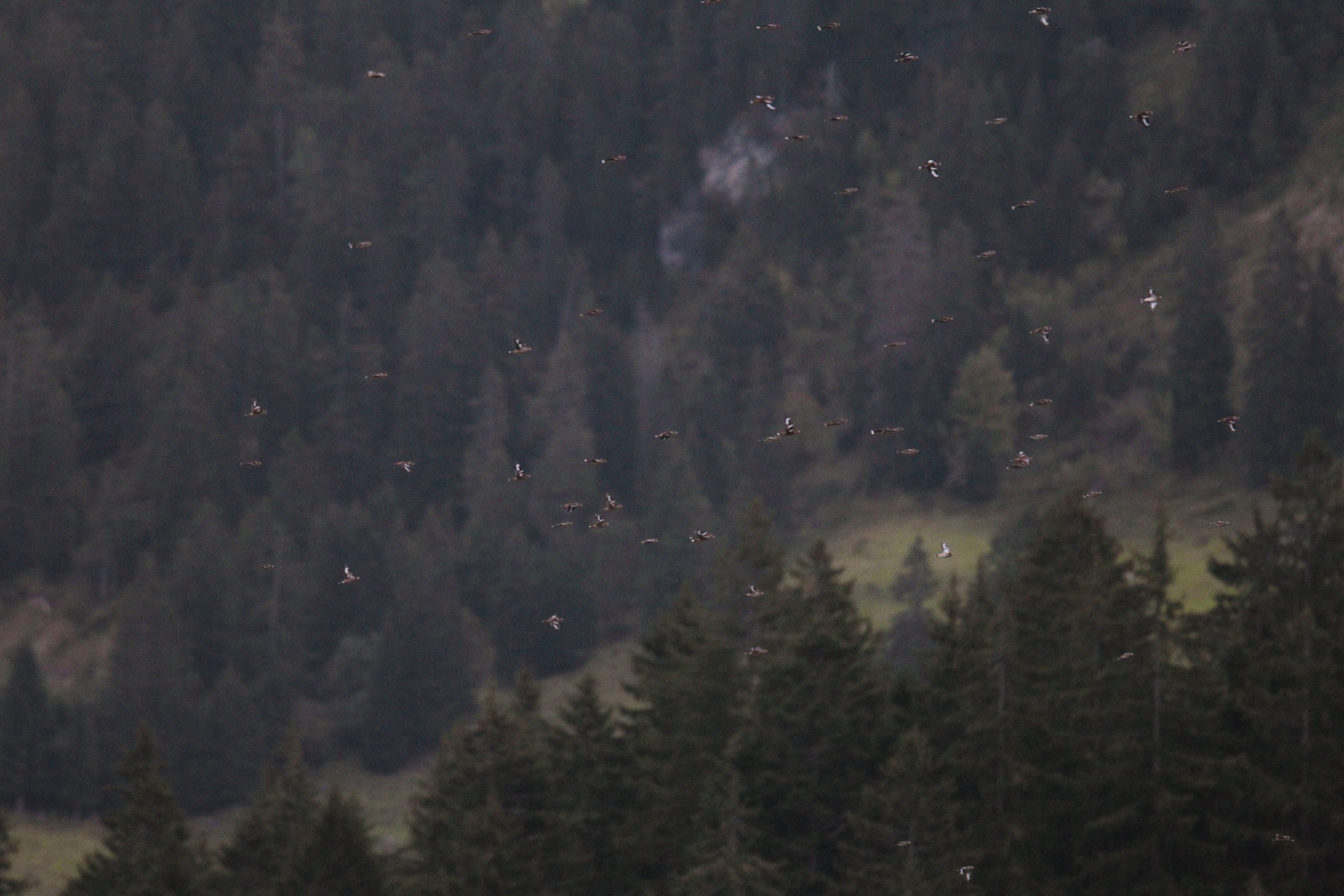 Kernbeisser vor Wald - Doku