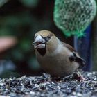 kernbeißer-weibchen heute um 8°°uhr früh an der futterstelle vor der haustür