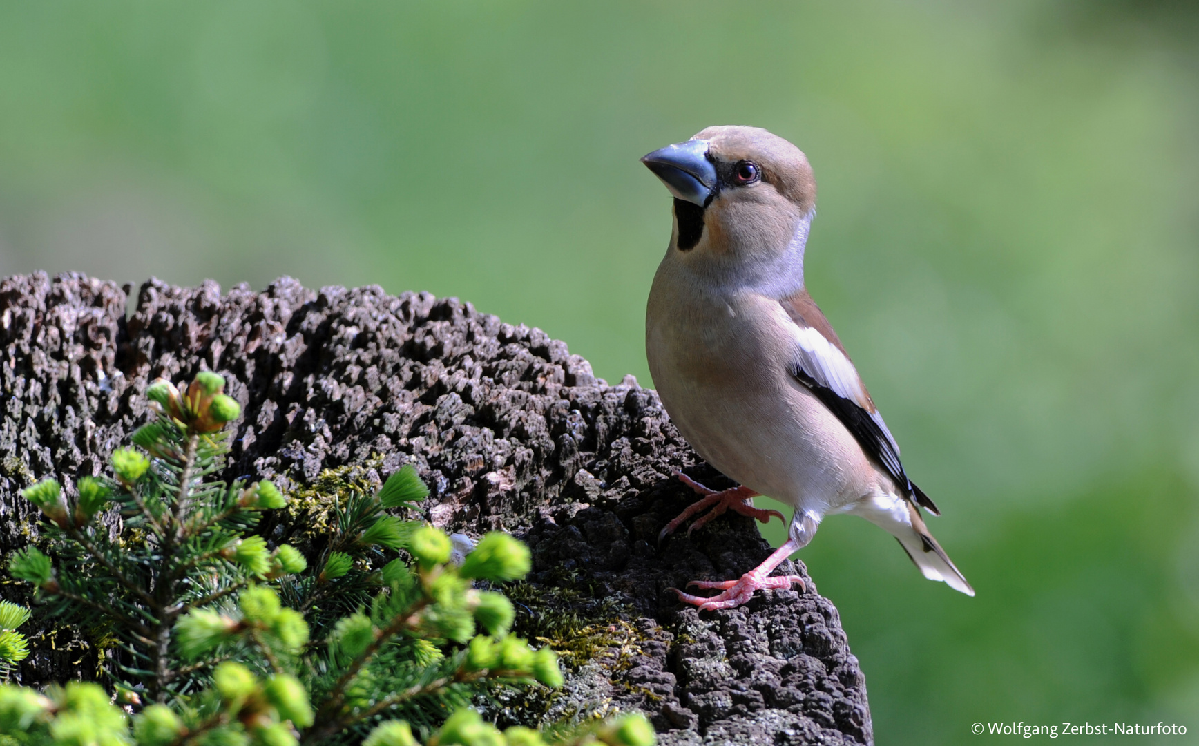 --- Kernbeißer weibl ---  ( Coccothraustes coccothraustes )