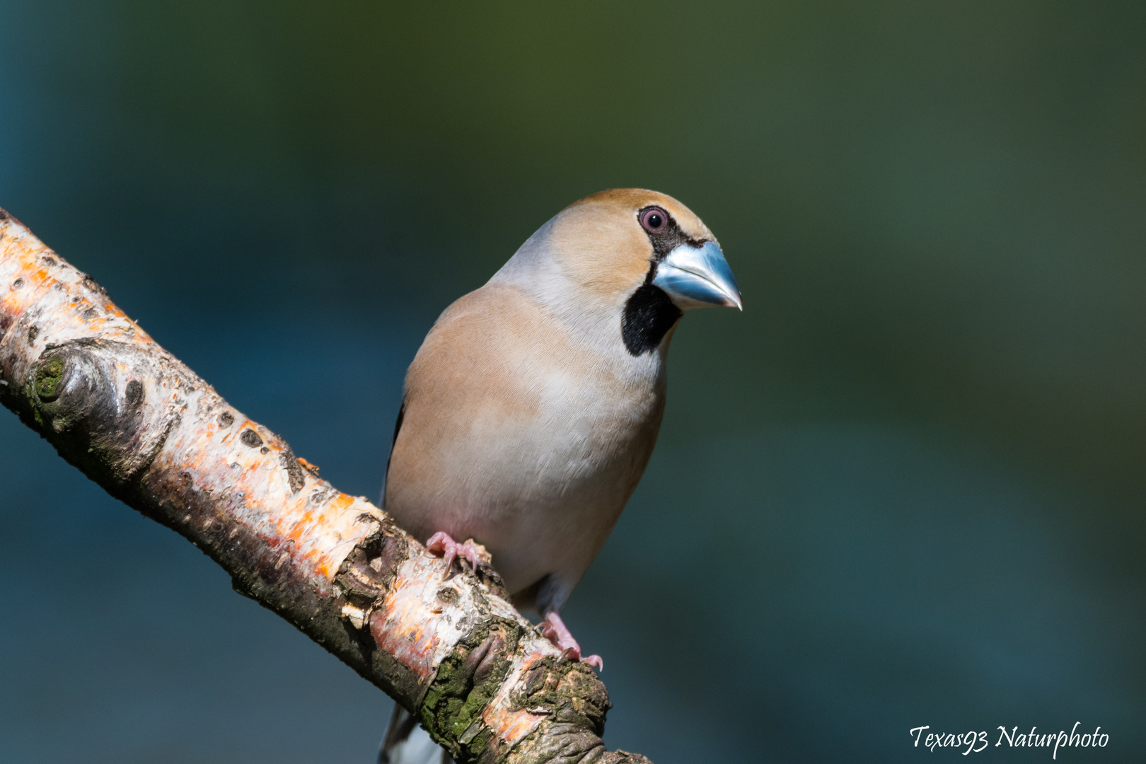 Kernbeisser weiblich