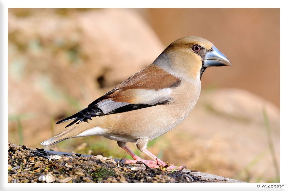 - Kernbeißer weiblich - (Coccothraustes coccothraustes)