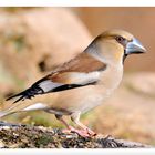 - Kernbeißer weiblich - (Coccothraustes coccothraustes)