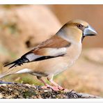 - Kernbeißer weiblich - (Coccothraustes coccothraustes)