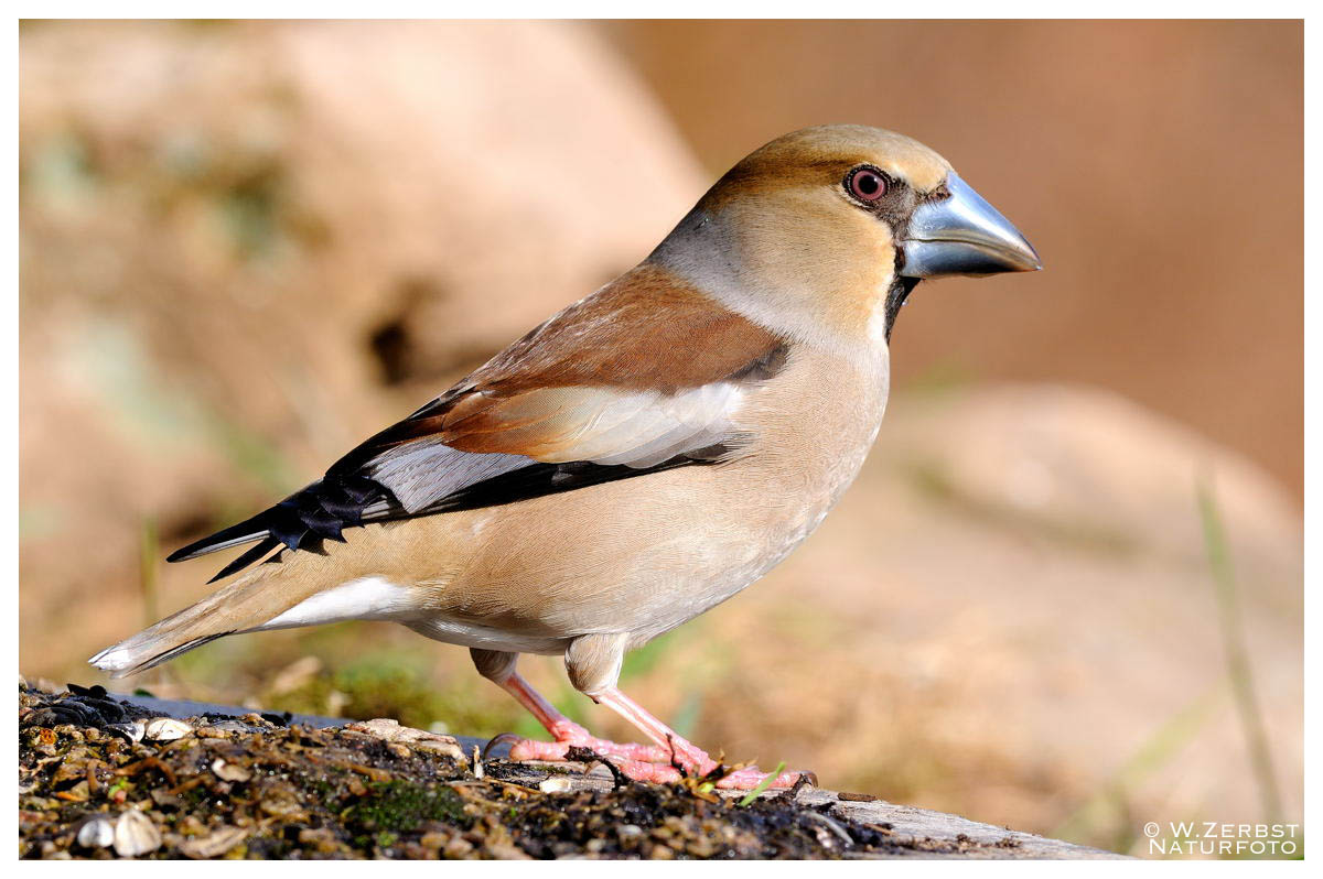 - Kernbeißer , weiblich - ( Coccothraustes coccothraustes )