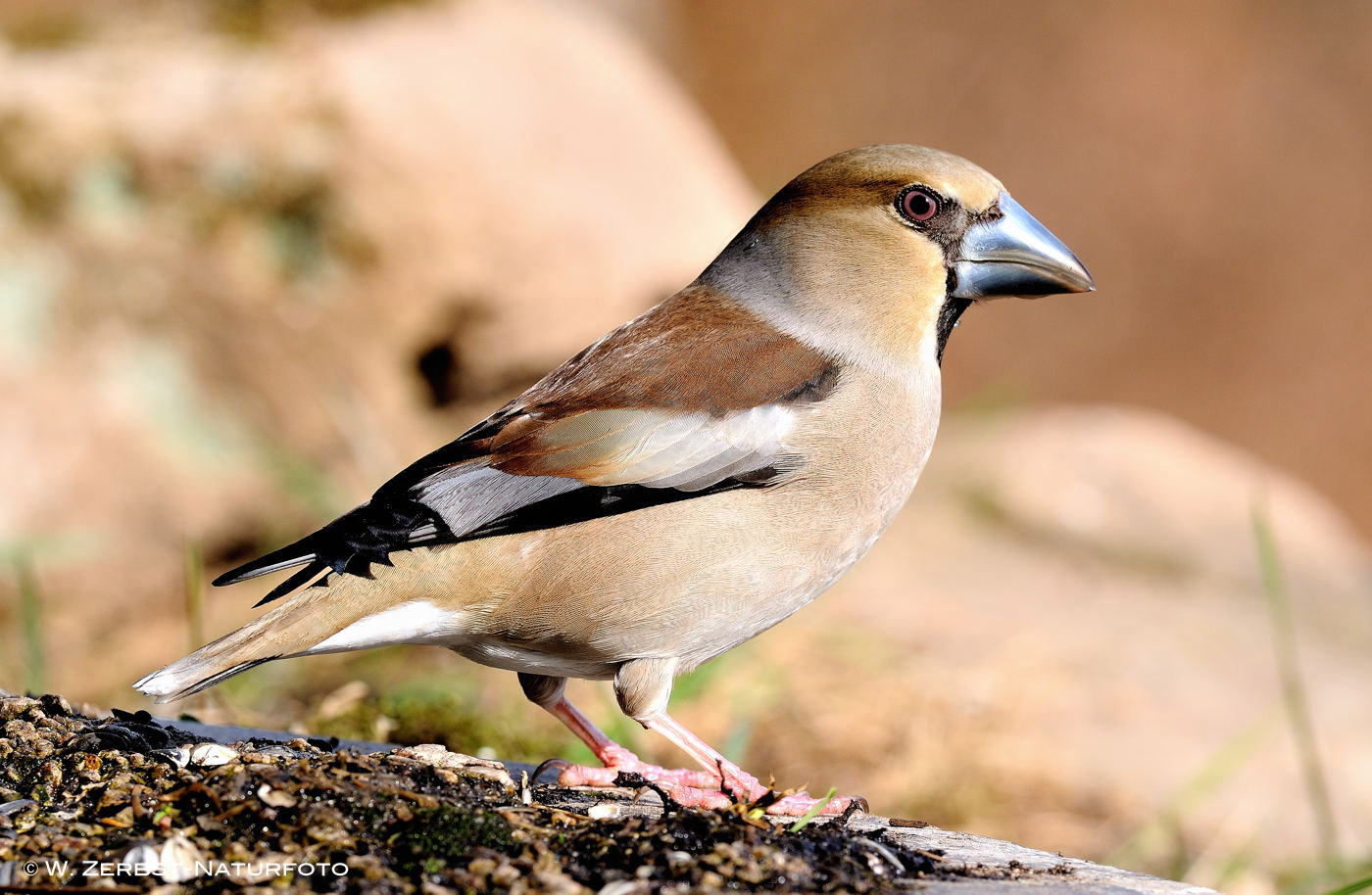 --- Kernbeißer, weiblich ---( Coccothraustes coccothraustes )