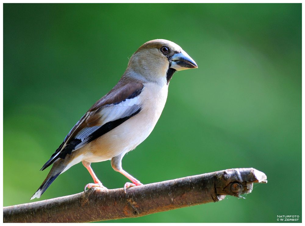 - Kernbeißer weiblich - ( Coccothraustes coccothraustes )