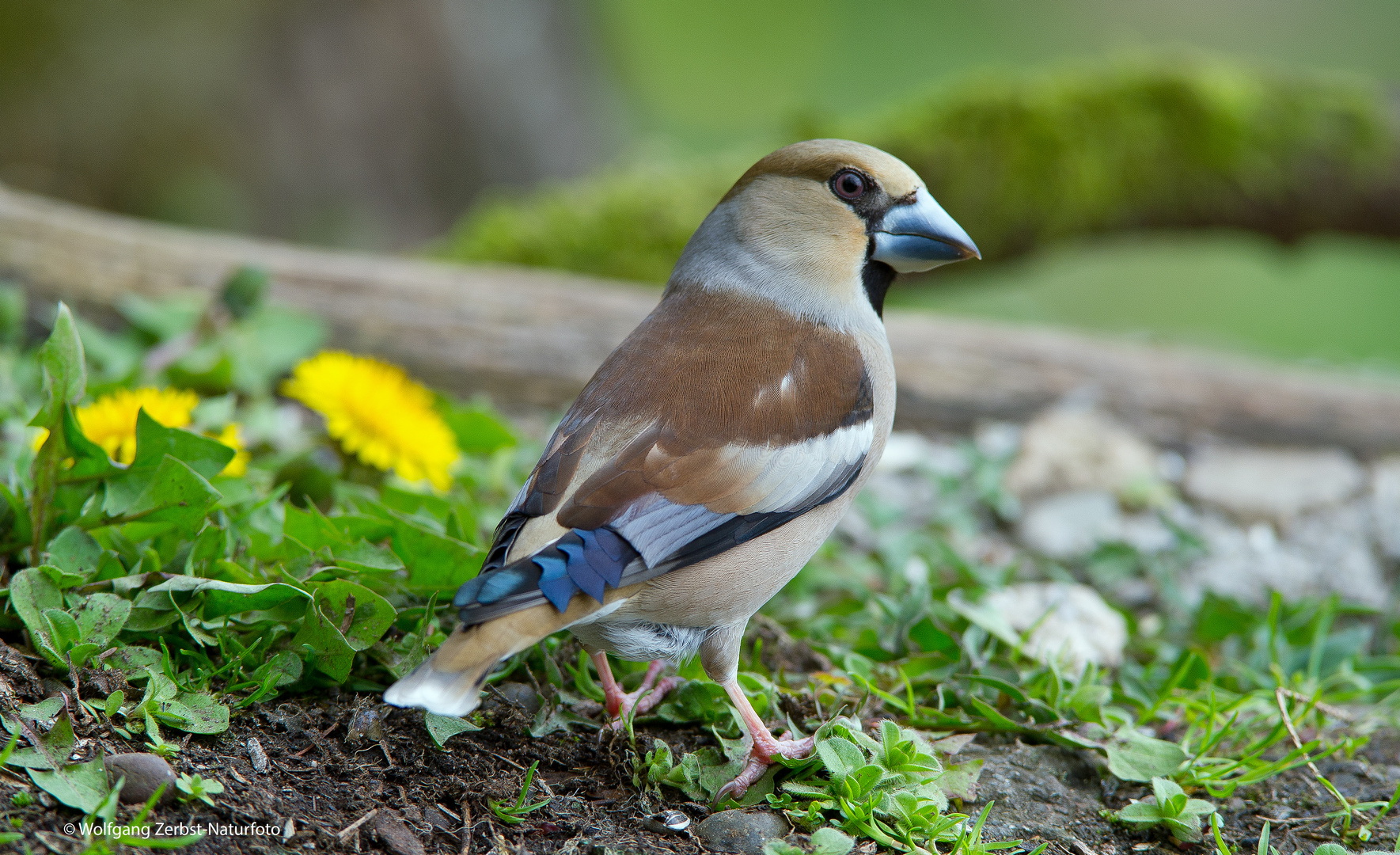 --- Kernbeißer weiblich ---  (Coccothraustes coccothraustes)