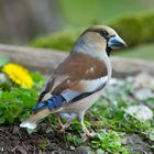 --- Kernbeißer weiblich ---  (Coccothraustes coccothraustes)