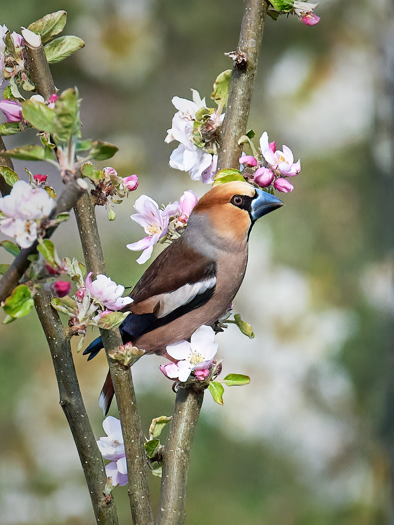 Kernbeißer zwischen Apfelblüten