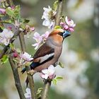 Kernbeißer zwischen Apfelblüten