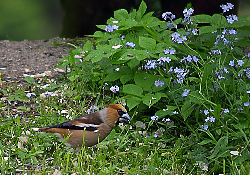 Kernbeißer(coccothraustes coccothraustes)