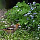 Kernbeißer(coccothraustes coccothraustes)