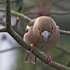 Kernbeisserdame auf dem Sprung