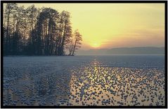 Kerneis auf dem Werbellinsee - ein seltener Anblick