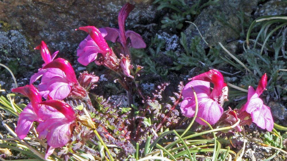 Kerners Läusekraut-Pedicularis kerneri ein seltenerer  Halbschmarotzer...