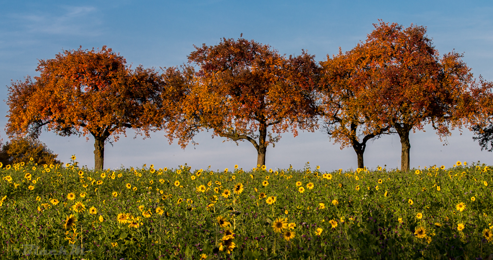 Kernobstallee am letzten Tag im Oktober 2015