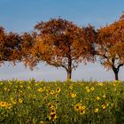 Kernobstallee am letzten Tag im Oktober 2015