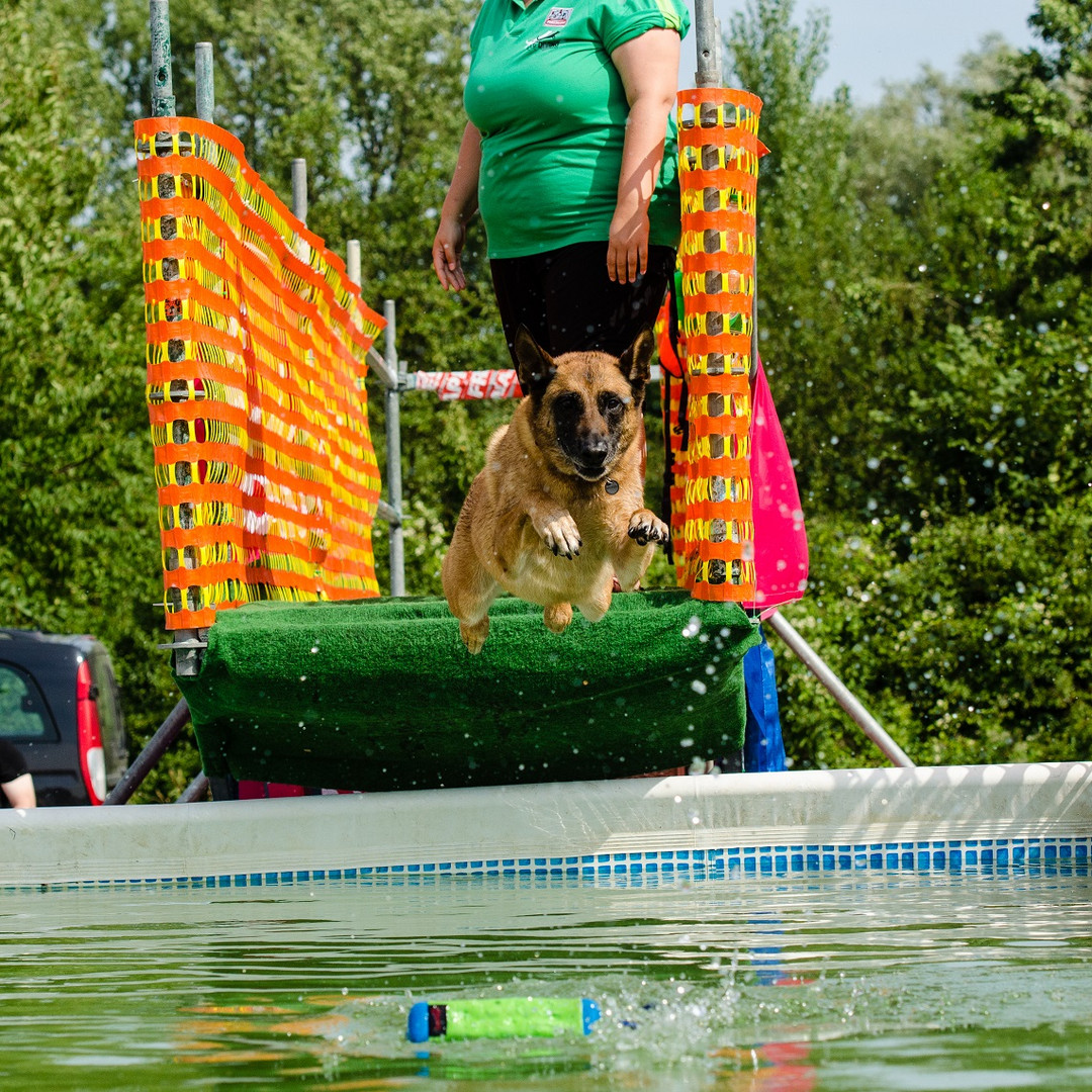 Kerou beim Dog Diving