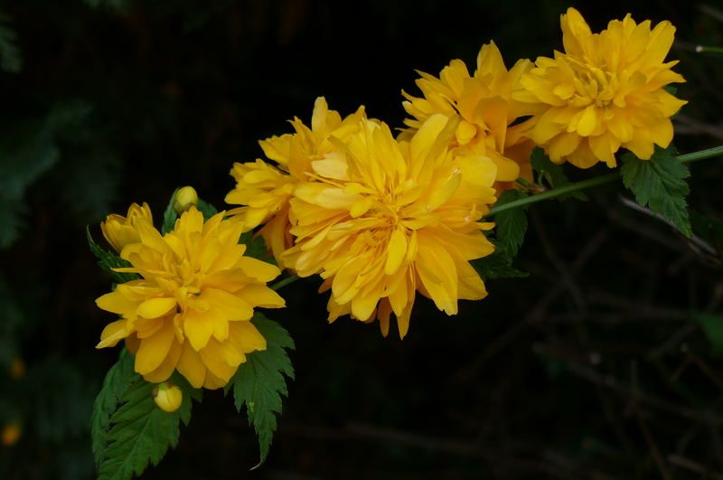 Kerria-Blüten /  Frühlingsgelb