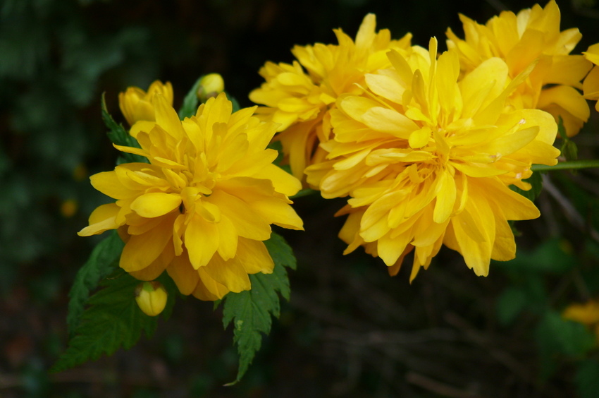 Kerria Blüten (Ranunkelstrauch)