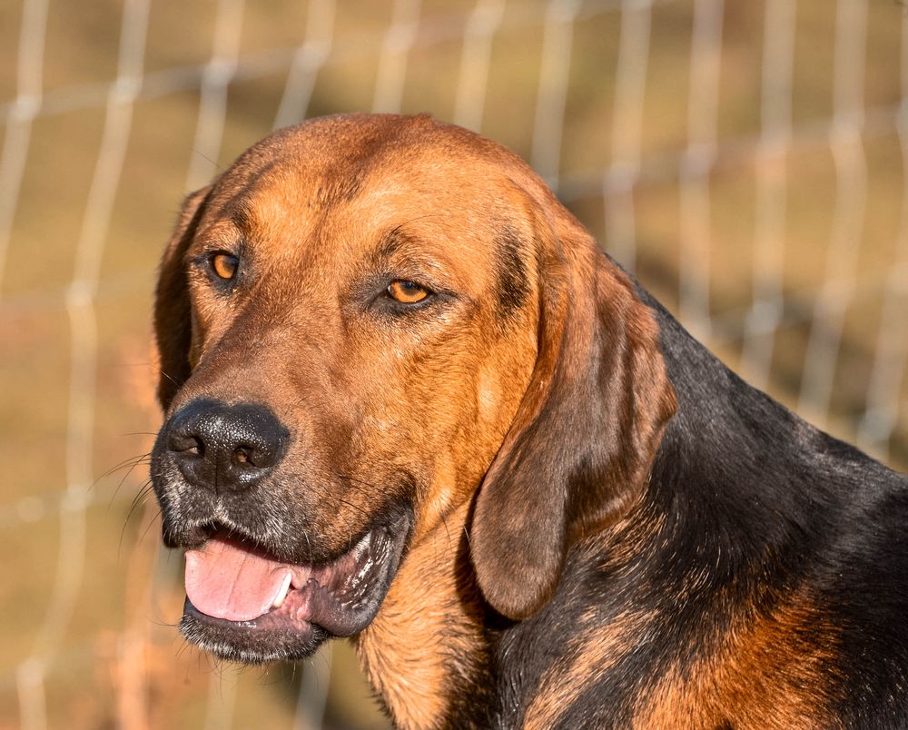 Kerry -Beagles portrait 