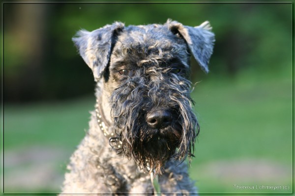 Kerry Blue Terrier