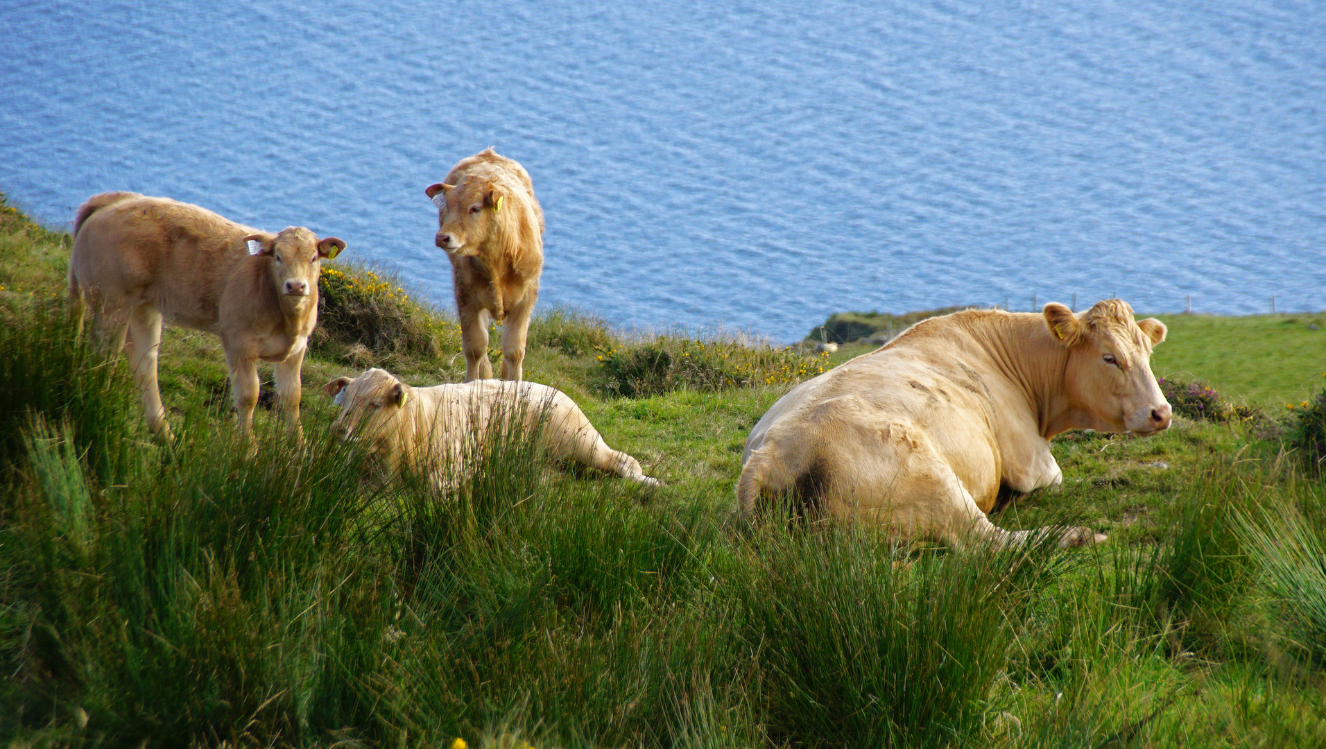 Kerry Gold auch in Connemara