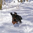 Kerry im Schnee