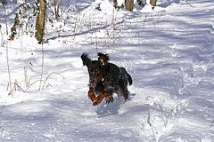 Kerry im Schnee