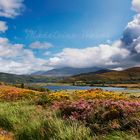 • Kerry, Ring of Kerry, Ireland / Irland