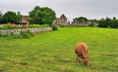 "Kerrygold" & Clonmacnoise