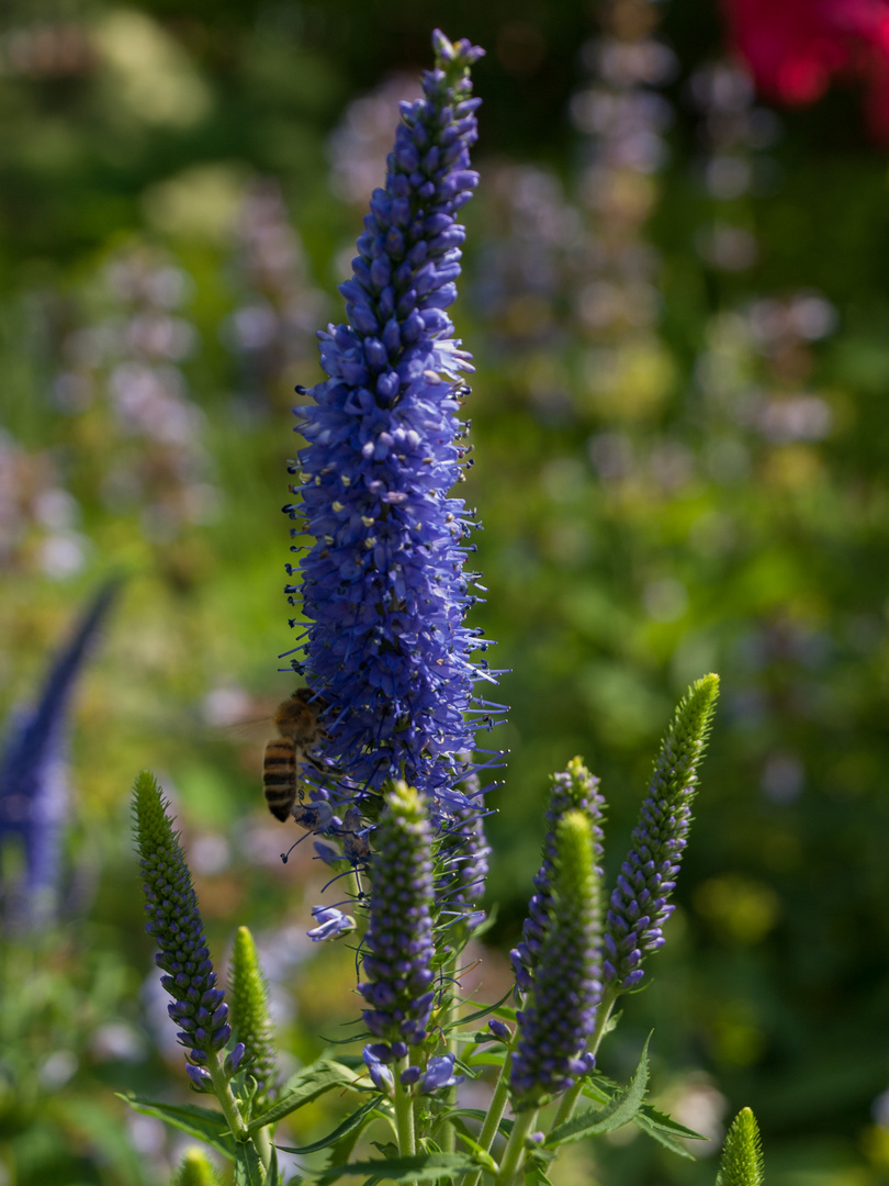 Kerzenveronika mit Gast - Botanischer Garten Augsburg