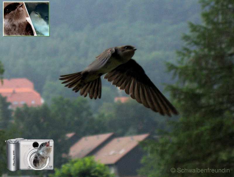 Keshi-Schwalbe über den Dächern im Harz